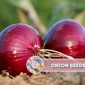 May include: Two large, round red onions with smooth, glossy skins and visible root ends. A circular logo with a floral pattern and the text VireoSeeds is present, along with a horizontal banner containing the white text ONION SEEDS.