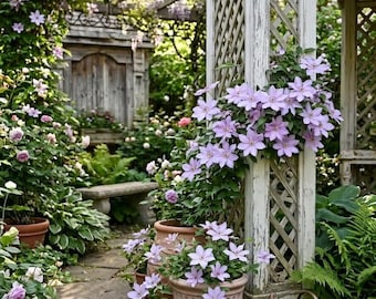 Clematis” Little Mermaid”/”小美人鱼” Bare Root - Etsy
