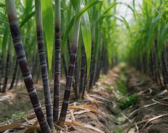 2x Asian Black Sugar Cane. 10 Inches Pieces. Easy to Grow and Very