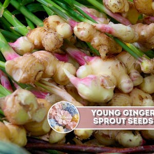May include: A cluster of fresh young ginger rhizomes with light tan skin and pink-tinted bases attached to long green stalks. A circular logo with floral imagery and the text VireoSeeds appears next to the text YOUNG GINGER SPROUT SEEDS.
