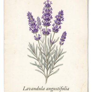 Botanical Herb Print Set of 4 - Patina Blue Watercolor Art - Sage Rosemary Lavender Thyme - Digital Download