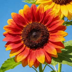 Random Color Sunflower Seeds 100 Pcs | Heirloom Pollinator Garden Seeds