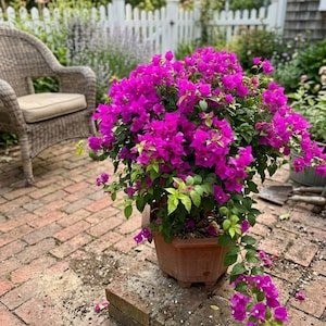 Bougainvillea Seed - Etsy