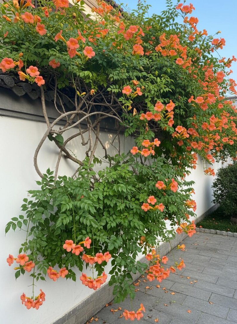 Chinese Trumpet Vine Seeds 100 Seeds per Pack | Hardy Garden Climber ...