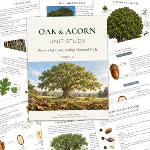 Może przedstawiać: Edukacyjny materiał dydaktyczny zatytułowany Oak & Acorn dotyczący botaniki, cyklu życia, ekologii i pór roku dla dzieci w wieku 7-10 lat. Okładka przedstawia duży dąb na polu z żołędziami, otoczony stronami szczegółowo opisującymi anatomię drzewa.