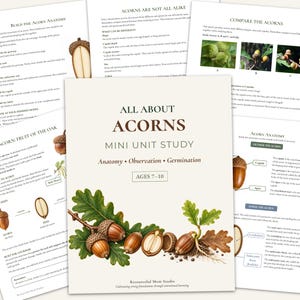Może przedstawiać: Mini zestaw edukacyjny zatytułowany All About Acorns dla dzieci w wieku 7-10 lat, zawierający strony o anatomii, obserwacji i kiełkowaniu. Okładka przedstawia szczegółową ilustrację botaniczną brązowych żołędzi z zielonymi liśćmi dębu.