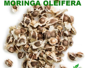 semi di Moringa oleifera