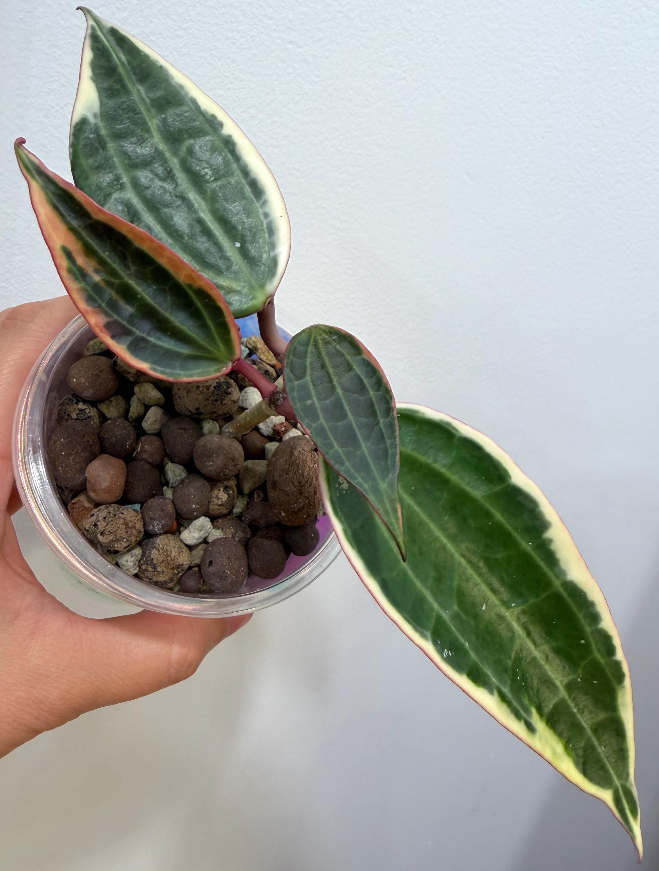 Hoya Latifolia Albo Round - Etsy