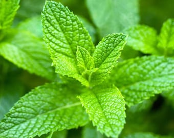 1000pcs Mint seeds Non-GMO Heirloom