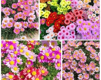 500+ nasion wieloletnich chryzantem Pyrethrum Tanacetum - Daisy Flower