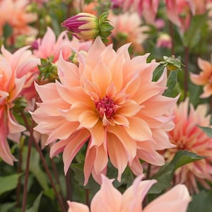 Oltre 110 semi di fiori di dalia a labirinto - Semi di fiori di dalia perenne a pompon, bellissimi semi antichi non OGM da piantare