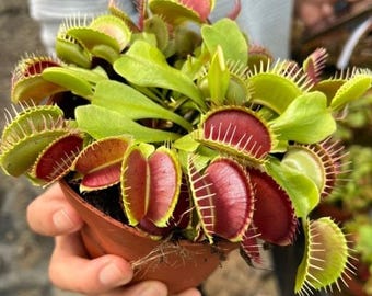 100 semi di dionea esotica, varietà antica, pianta perenne resistente alla siccità per decorazione di giardini interni ed esterni, facile da coltivare.
