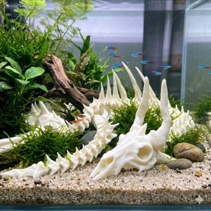 May include: A white, articulated dragon skeleton ornament for an aquarium, featuring a detailed skull with curved horns and a long, segmented spine. The piece rests on a sandy substrate among green aquatic plants and small, smooth river stones.