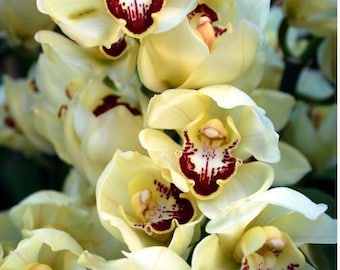 Pacote com 2 bulbos de orquídea amarelo-claro | Bulbos de orquídea importados para jardinagem interna e externa | Orquídea exótica e rara com floração abundante