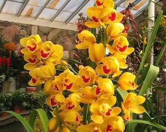 Pacote com 2 Bulbos de Orquídea Amarela | Bulbos de Orquídea Importados para Jardinagem Interna e Externa | Orquídea Exótica e Rara com Floração Exótica