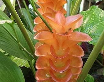 Curcuma Alismatifolia-bollen, set van 2 | Blue Siam Tulip Flower Plant voor huistuin | Exotische tropische kamerplant voor buiten