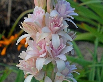 Bulbos de tuberosa Rajnigandha importados, cor rosa, para jardinagem em todas as estações (pacote com 10 bulbos).