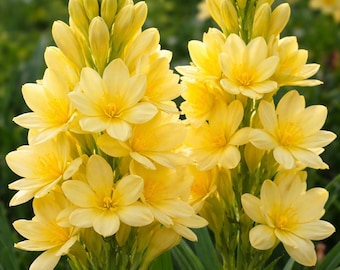 Bulbos de Rajnigandha Amarela Perfumada (20 Bulbos) | Tuberosa para Plantio no Verão | Flores Noturnas para Jardim | Plantas com Aroma Intenso