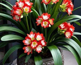 Clivia Red Shade Bulb Pack of 1 | Clivia Lily Flower Plant for Home & Kitchen Garden | Indoor Shade Loving Easy Grow Decorative Plant