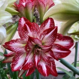 Puede incluir: Primer plano de una vibrante flor de amarilis roja y blanca en plena floración. Los pétalos muestran un llamativo patrón de vetas rojas sobre un fondo blanco. Se ven tallos verdes y otras flores en el fondo.