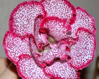 Dark Pink Gloxinia Bulbs Double – Pack of 2 Imported Sinningia Flower Bulbs for Indoor Gardening, Large Velvet Blooms, Aesthetic Houseplant