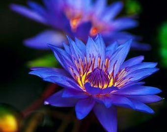 Pacote com 20 sementes de lírio-d'água Lótus Azul Escuro | Sementes raras de flores aquáticas para lagos e jardins aquáticos | Planta fácil de cultivar em casa