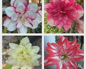 Pacote com 4 bulbos de amarílis de flor dupla | Amarílis de flor grande em 4 cores sortidas | Planta ornamental para interiores e exteriores