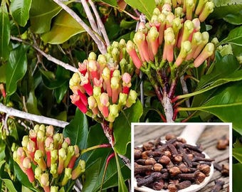 Sementes de Cravo-da-Índia Tradicional para Plantio - Sementes de Árvore Aromática - Sementes Exóticas de Cravo para Jardim Doméstico - Pacote com 20 Sementes