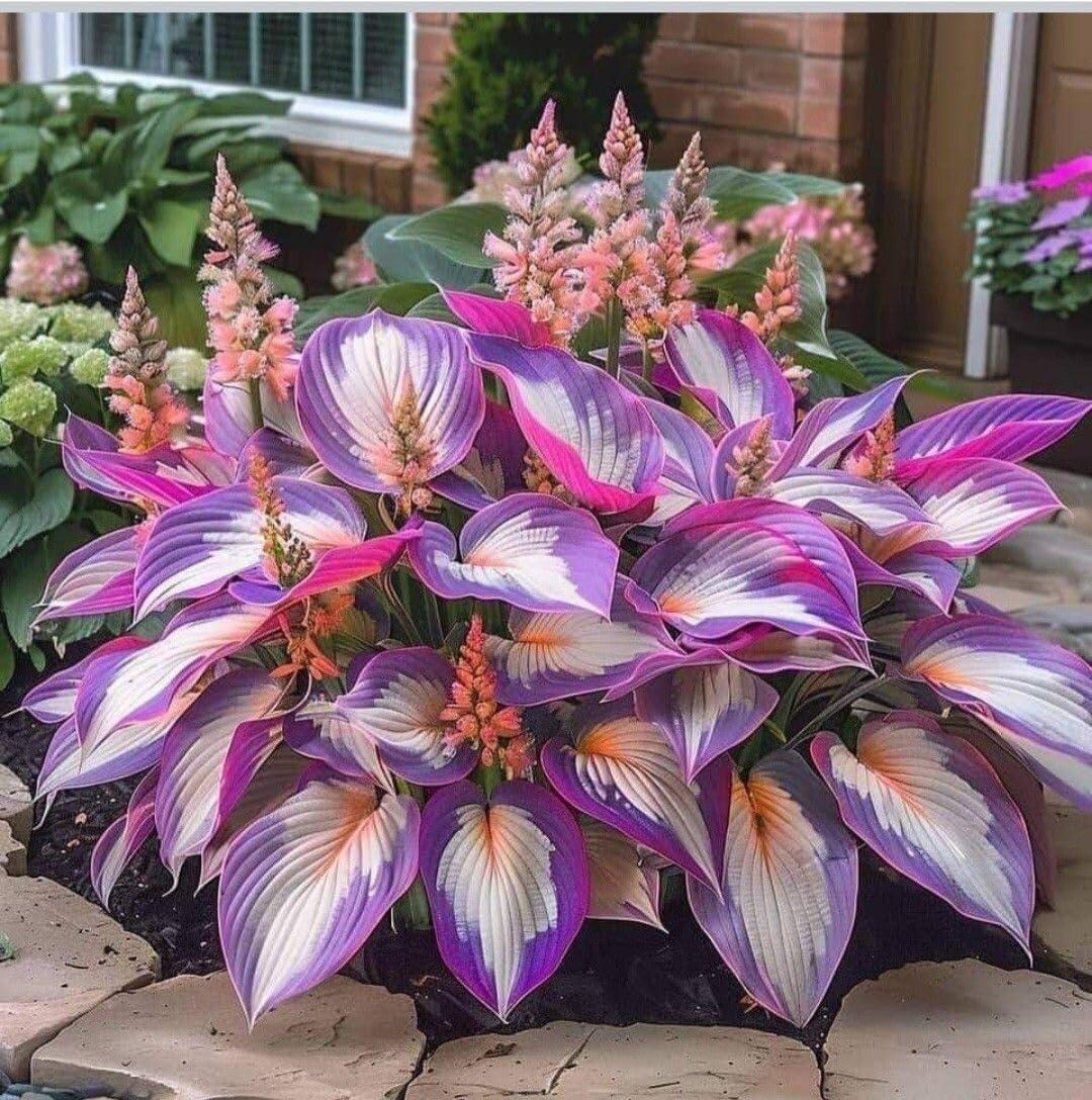 Variegated Hosta Cream Purple Bulbs Pack of 2 | Shade Loving Hosta ...