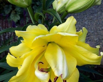 Oriental Lily Lilium Double Flower Bulbs Imported Pack of 2 | Yellow Lily Bulbs for Home Garden | Fragrant Indoor Outdoor Flowering Plants