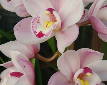 Pacote com 2 bulbos de orquídea rosa claro | Bulbos de orquídea importados para jardinagem interna e externa | Orquídea exótica e rara com floração abundante