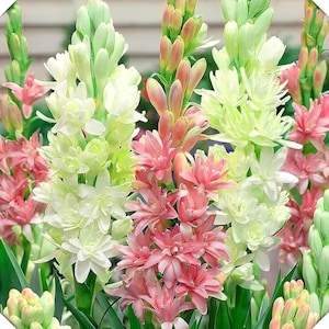 Op de afbeelding: Een close-up van verschillende tuberoos bloemstelen in verschillende bloeistadia. De bloemen variëren in kleur van wit en lichtgroen tot roze en perzik. De afbeelding toont de delicate bloemblaadjes en de ingewikkelde bloemenstructuur.