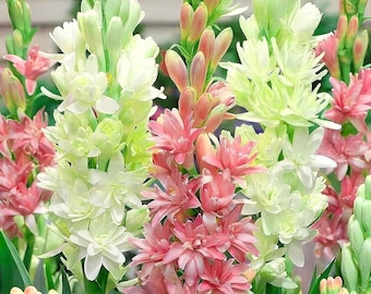 Paquete de 10 bulbos de nardo Rajnigandha / Bulbos de flores fragantes de doble pétalo / Flores blancas de Nishigandha para jardín / Interior y exterior