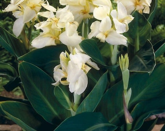 Pacote com 2 Bulbos de Canna Lily Branco Creme | Planta de Canna Tropical Creme Branca para Jardim Doméstico | Planta Decorativa de Fácil Cultivo para Ambientes Internos e Externos