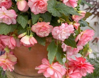 Bulbes à fleurs doubles bégonia, lot de 2 | Plantes de bégonia rose tendre pour le jardin | Plante d'ombrage d'intérieur et d'extérieur à grande floraison importée