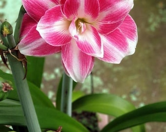 Pacote com 2 bulbos duplos de Amaryllis Holland | Bulbos de Amaryllis rosa-choque e branco para jardim doméstico | Planta importada de flores grandes para ambientes internos e externos