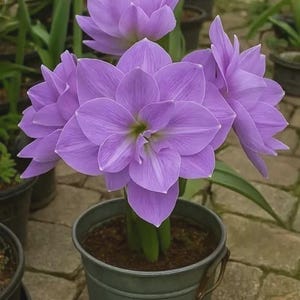 Amaryllis bulb - Etsy.de