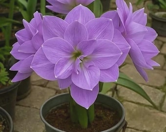 Amaryllis Double Flower Bulbs Pack of 2 | Purple Amaryllis Lily Large Bloom Indoor Outdoor Plant | Imported Decorative Flower Bulbs