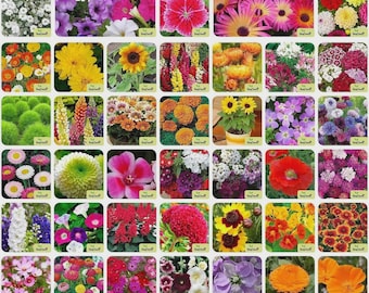 Pacote com 40 variedades de sementes de flores | Sementes de flores sazonais variadas para jardim doméstico | Kit de jardinagem para ambientes internos e externos com alta taxa de germinação