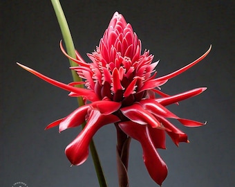 Pacote com 2 Bulbos de Lírio-tocha Vermelho Intenso | Planta Exótica de Gengibre para Casa e Jardim | Planta Tropical Decorativa para Ambientes Internos e Externos | Fácil de Cultivar