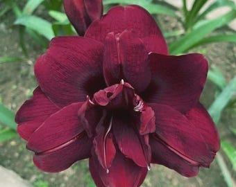 Bulbo de amarilis de doble flor / Amarilis granate de floración grande para interior y exterior / Bulbo de flor decorativa importada (paquete de 1)