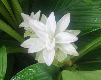 Flower Bulbs Curcuma | for Pot and Home Garden | for All Season (2 Bulbs White Color),