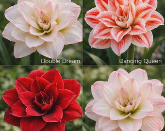 Pacote com 4 bulbos de amarílis de flor dupla | Amarílis de flor grande em 4 cores sortidas | Bulbos de flores decorativas para interior e exterior