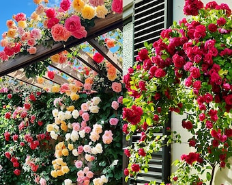 Semillas de rosales trepadores para jardín doméstico - 5 variedades diferentes de rosas - Semillas de flores de fácil cuidado y bajo mantenimiento para jardinería al aire libre