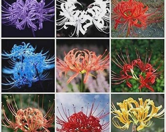 Pacote com 2 bulbos de lírio Lycoris | Flor de lírio-aranha para jardim de verão | Planta exótica para jardinagem em ambientes internos e externos