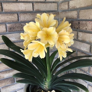 Yellow clivia - Etsy.de