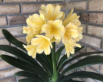 Pacote com 2 Bulbos de Clivia Amarelo Claro | Planta Clivia para Casa e Jardim | Planta Decorativa de Fácil Cultivo e Ideal para Ambientes Internos com Sombra
