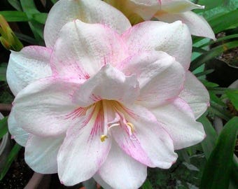 Bulbos de Amarílis Rosa-Esbranquiçados com Flores Duplas (Pacote com 2) | Importados da Holanda | Planta de Interior com Flores Grandes | Bulbos para Jardim Doméstico | Planta Rara para Presente