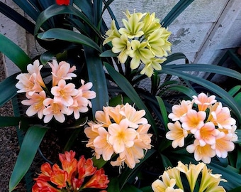Pacote com 5 Bulbos de Clivia Multicolor | Plantas de Clivia em Cores Variadas para Casa e Jardim | Fácil Cultivo em Ambientes Sombreados