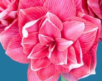 Bulbos de Amarílis Rosa Dupla – Pacote com 2 Bulbos Importados para Jardinagem Interna e Externa, Lírio de Floração Grande, Planta de Fácil Cultivo para Presente